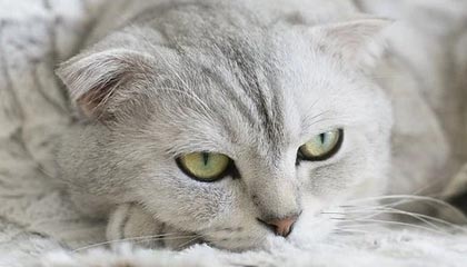 九游（jiuyou.com）游戏-独行侠绝杀湖人，抢七大战中东契奇带伤作战，独行侠东契奇打的什么位置