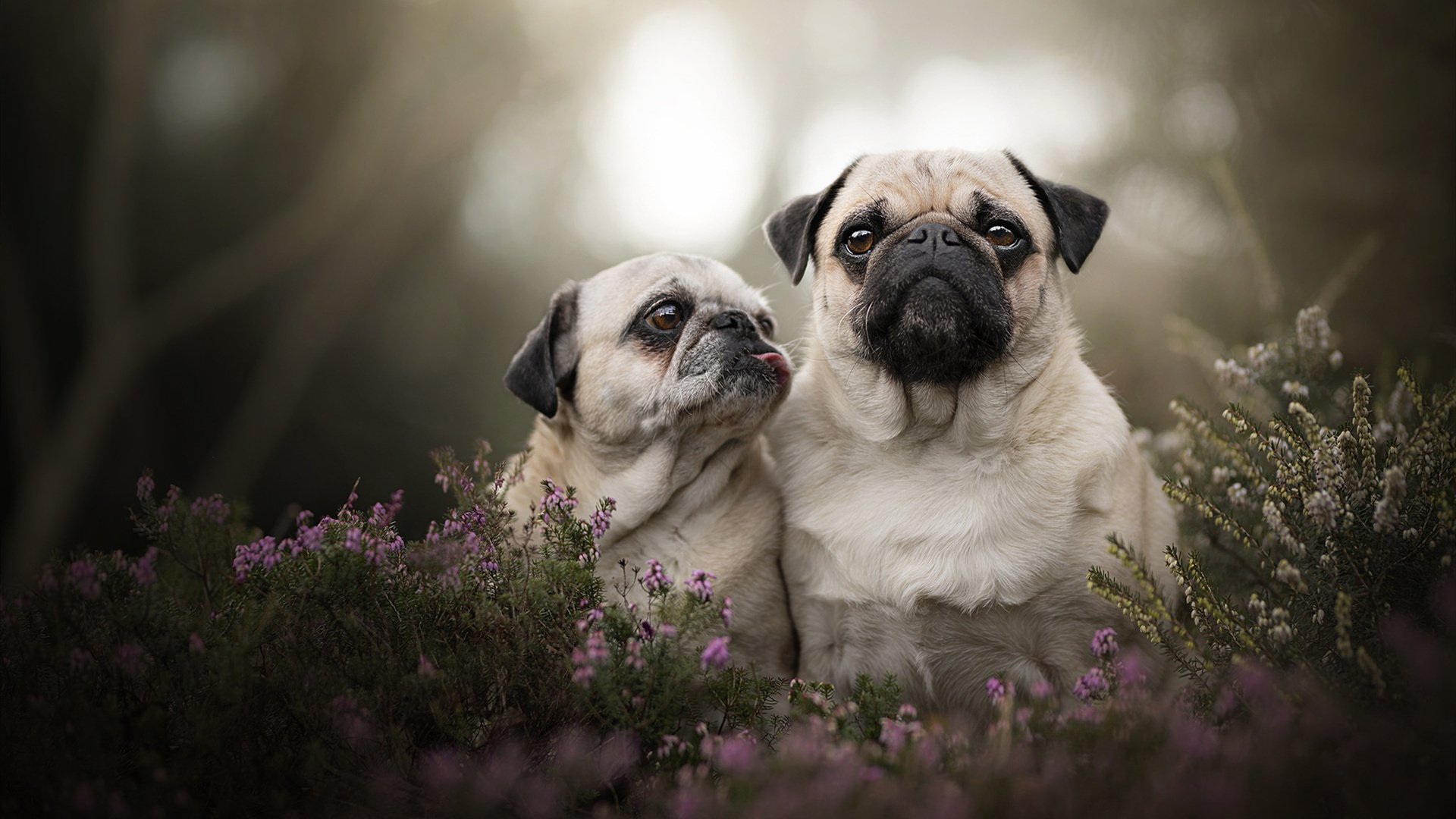 争夺欧冠席位：积分榜上的激烈追逐，欧冠夺冠球队排名