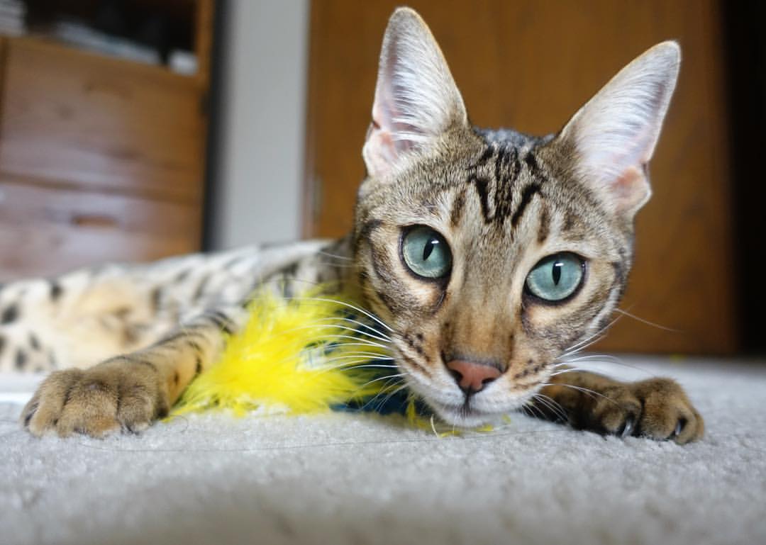 典范“团队合作”在欧冠的完美展现，典范搭配