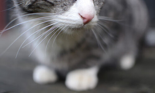 女子网球巡回赛中国站吸引大量观众，赛事规模创新高，2021女子网球比赛