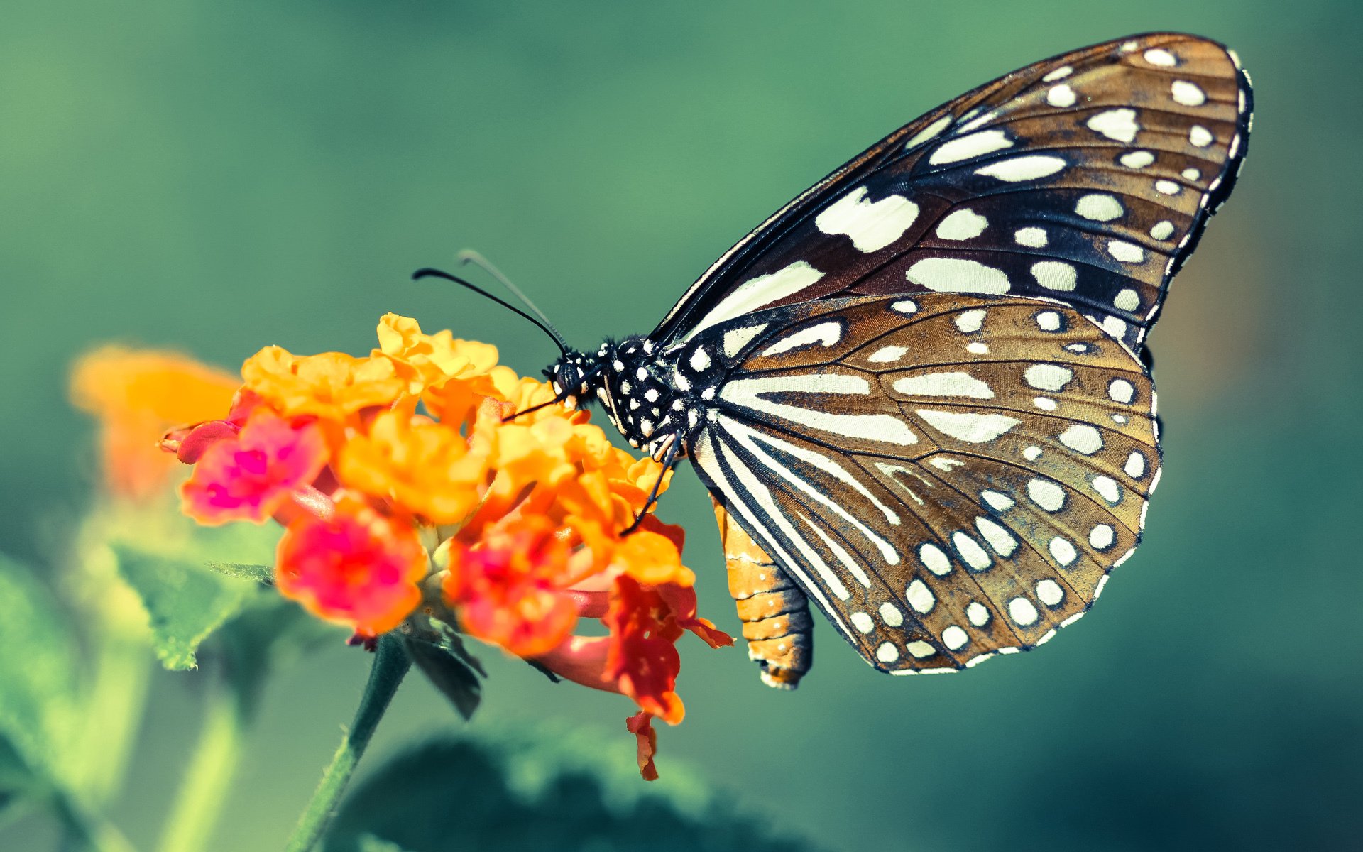 柯洁在“贺岁杯”象棋邀请赛中夺冠,柯洁贺岁杯勺子