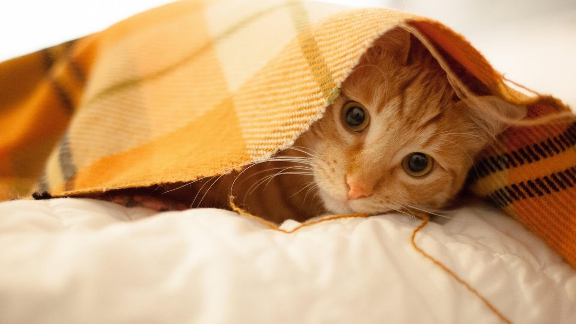 球星的秘密:训练之外的生活揭秘,球星日常生活