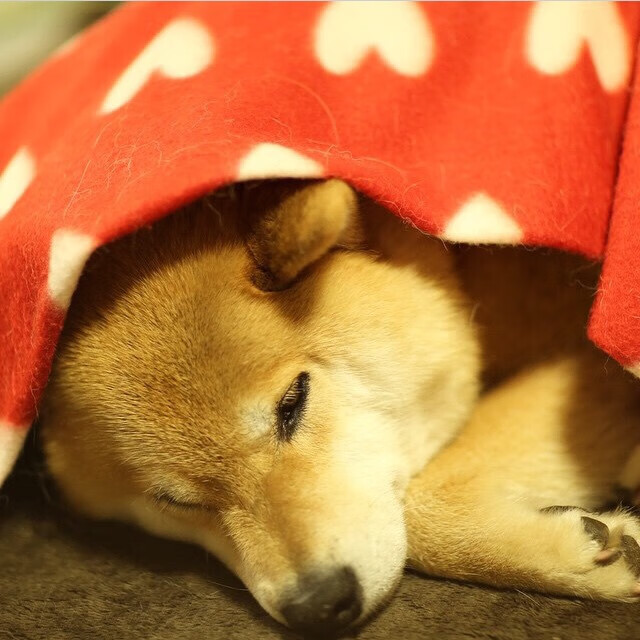 自然界之巅徒步竞速,挑战极限的荒野之旅,户外大自然徒步的好处