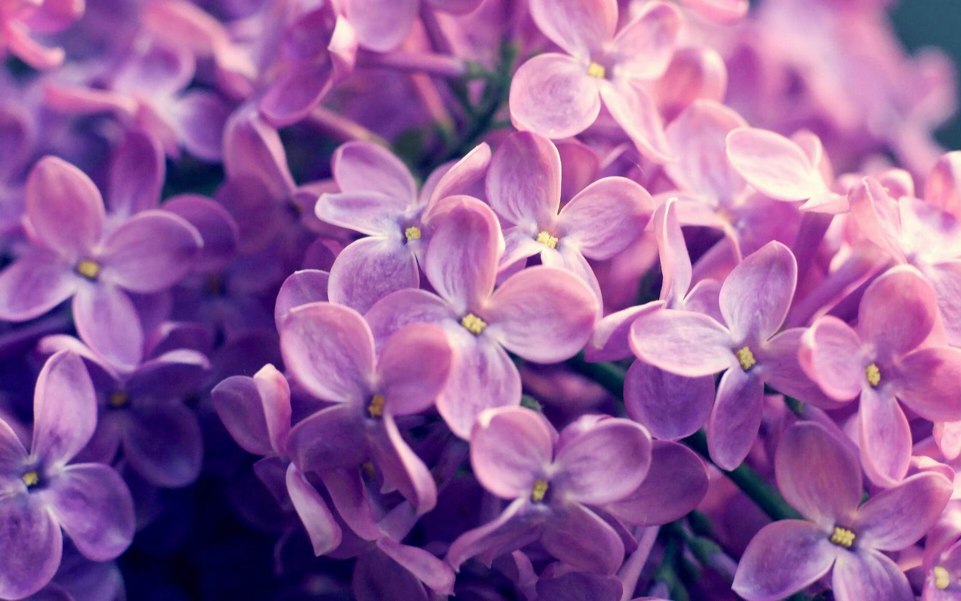 阿根廷反曲弓选手达米安·哈哈拉比亚夺得美洲资格赛铜牌