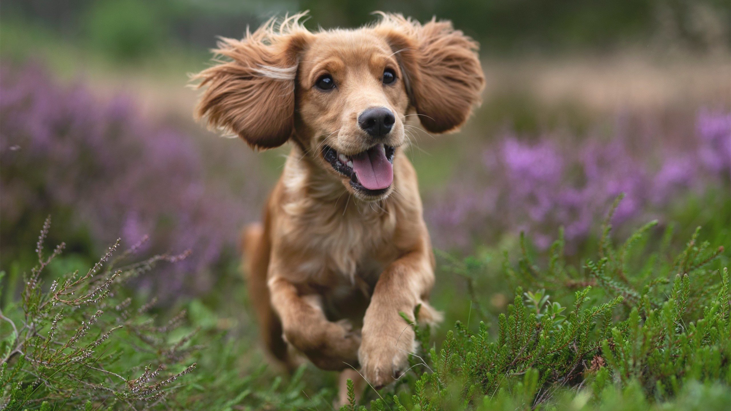 阿根廷国家队在洛杉矶观看湖人比赛,备战与哥斯达黎加的友谊赛