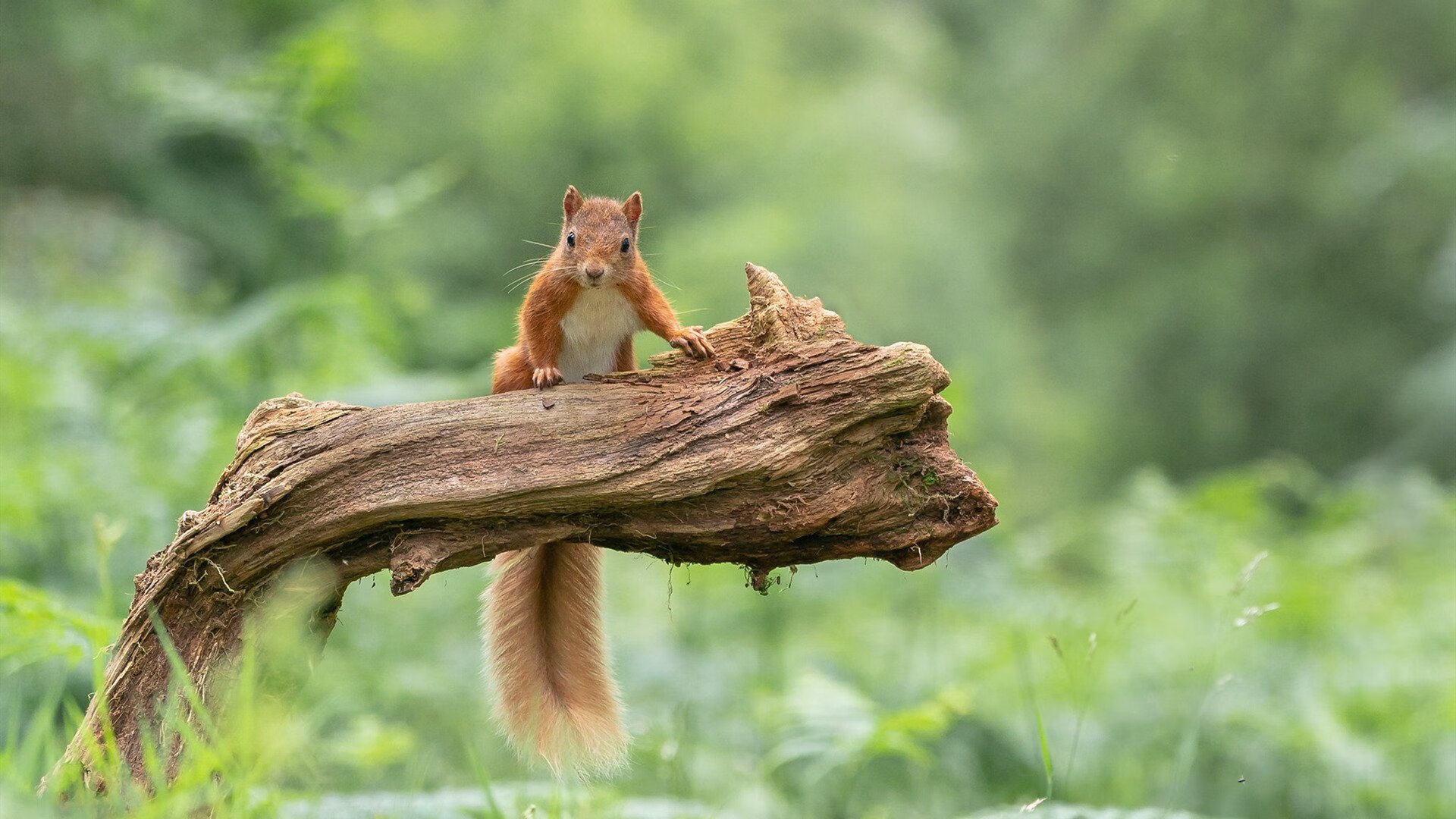 九游娱乐官网 (JIUYOU)-青训场馆引入智能巡逻安保系统，保障青少年安全