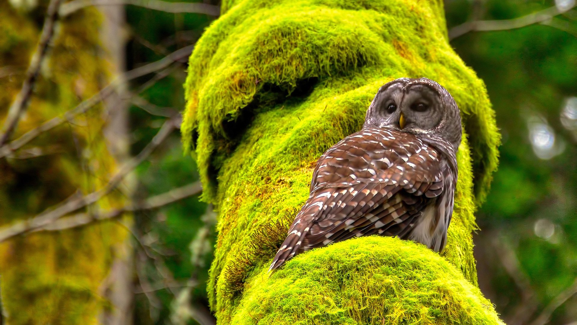 Yeon关键团战一打三,关键团战输出