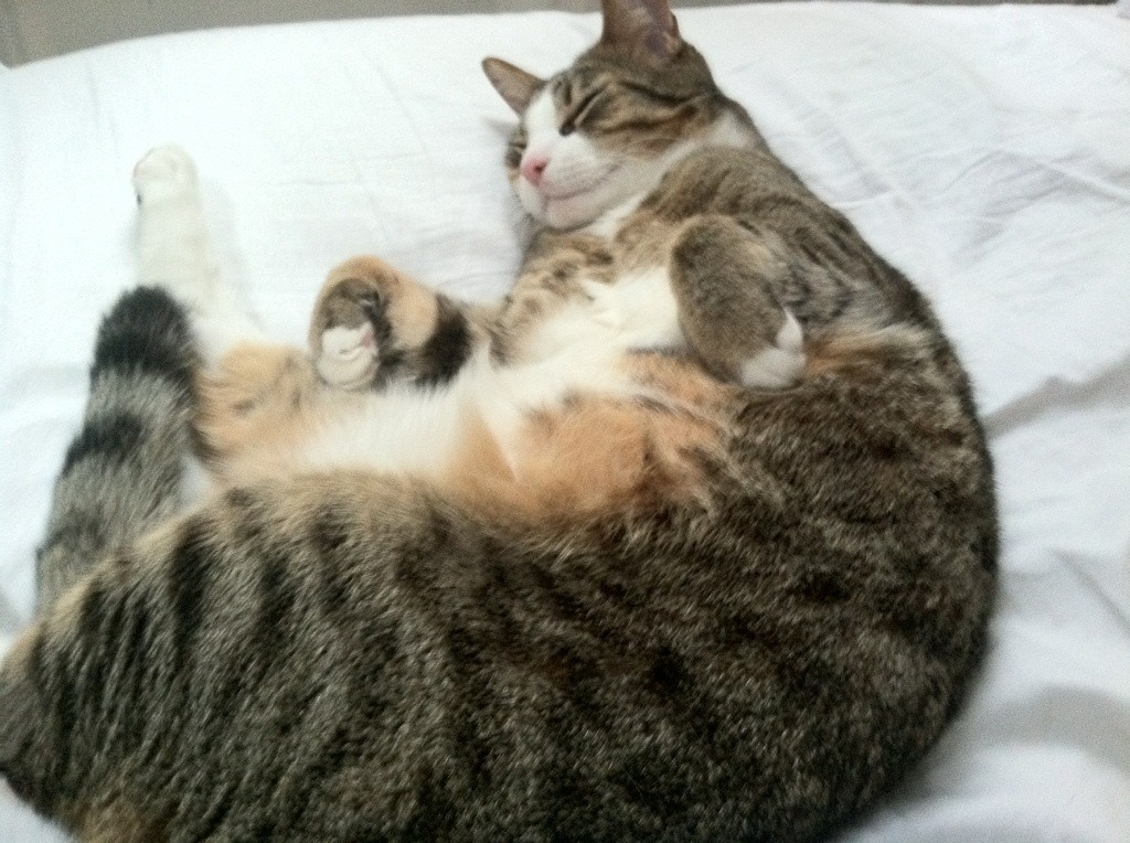 九游jiuyou-利物浦客场逼平沃特福德，遭遇阻击，利物浦vs沃特福德评分_菲米10分