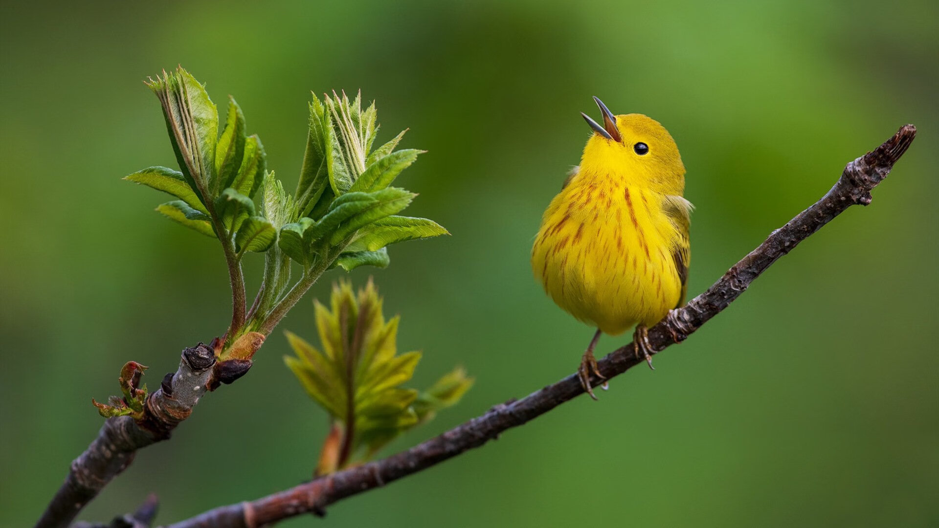 九游APP官网-勇士主场再胜三分雨再现，勇士胜负