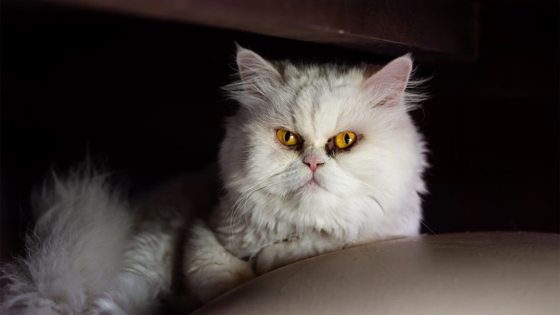 勇士热火大战,双方实力对决展现顶级篮球风采,勇士热火比赛直播